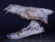 Fósil de la cabeza de un mamífero Hyaenodon